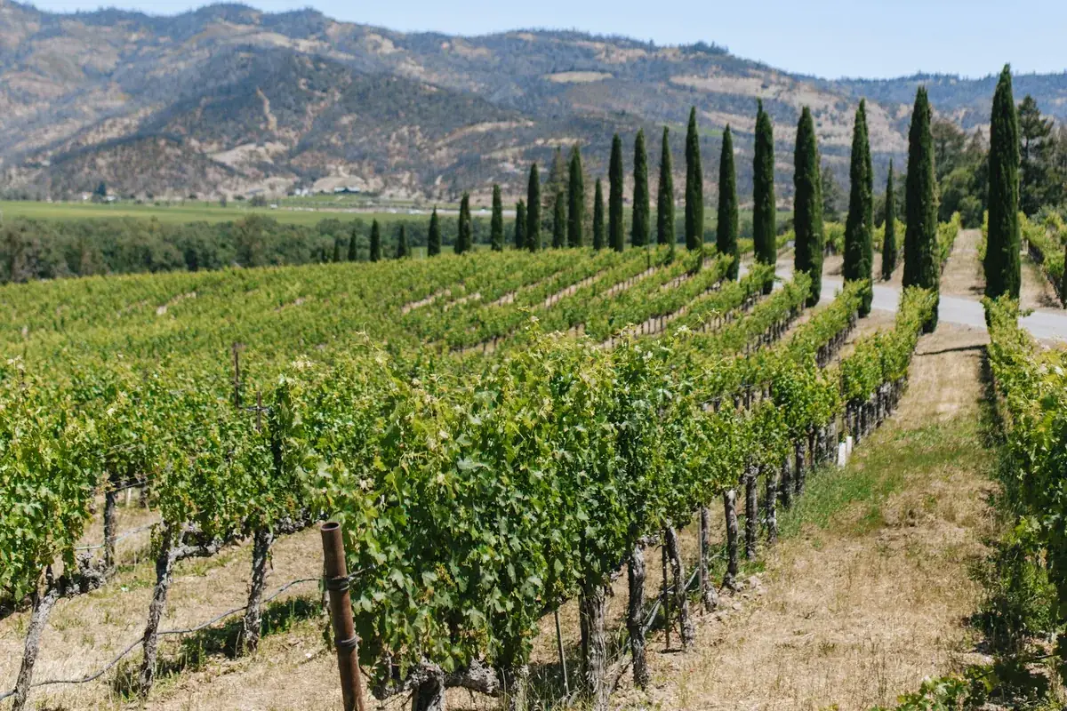 Rows of grapevines stretching across Napa Valley